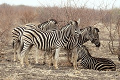 Zebras live in small family groups