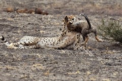 Practising the pounce and throat hold