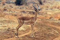 A not quite fully mature impala ram