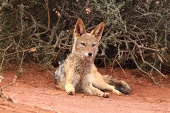 Black-backed jackals live in small family groups and parents and siblings are very protective of pups