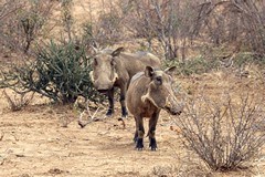  Warthogs are unusual pigs in that they can tolerate arid conditions, but need shelter from extremes of temperature