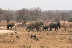 An elephant family, mums and calves, Subadult males leave in their mid teens, to join bachelor groups