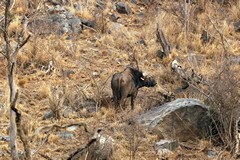 An old dagga boy, split from the herd
