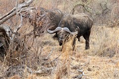 The two old buffalo bulls stick together for mutual protection