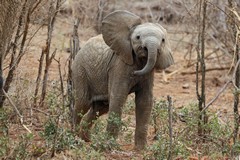 The calf is very brave because mum is just a few feet away