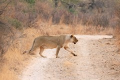 The apex predator on the move