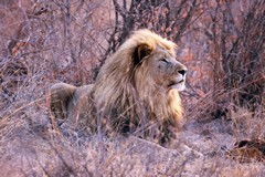 One of the best looking lions I've ever seen