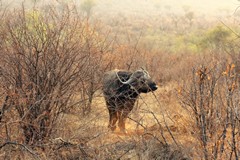 This buffalo had dodged a lion ambush, and then turned to face them off, He won. They weren't trying very hard