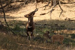 Bushbuck, along with several other antelope, like to cover their horns in mud. It is thought to show dominance