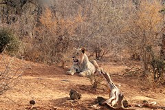 The dense bush is perfect cover for the lions to wait or set ambush traps