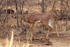 Steenbok are browsers at or near ground level and can dig up selected roots and tubers with their sharp hooves