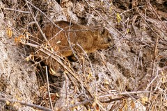 Rock hyraxes like the small cliffs in Madikwe. They help them thermo regulate by providing shade or suntraps as required