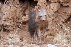 Family groups consist of several related adults and their young up to about fourteen members