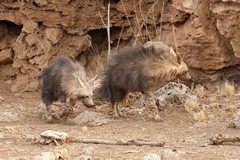 Brown hyaenas as generally found in the drier areas of South and South West Africa