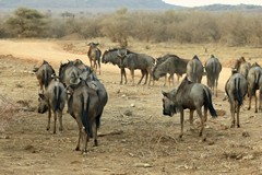 Wildebeeste like to stick together in herds although older bulls may leave and can sometimes be seen mixing with impalas