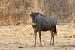 Blue wildebeeste are normally found in the open areas of the reserve. They prefer shorter grass