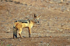 The black-backed jackal is a common predator over dry acacia savannahs and it will also be found in highveld and deserts