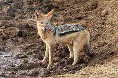 Black-backed jackals are omnivoores but like to catch small and medium sized mammals and also take carrion