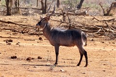 Funnily enough waterbuck are usually found not far from water