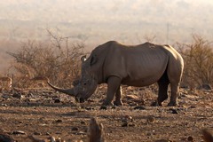 Both black and white rhinos are a sort of dirty grey colour. Better to call them square lipped or hook lipped rhinos