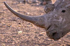 The incredibly long horn can inflict death on a rival, but sadly it is also a death sentence for many by poaching