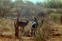 Only male common waterbuck have horns but all have the white circle on their rump
