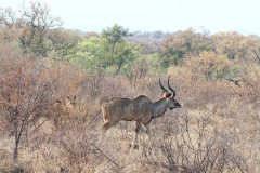 All kudus are creatures of the thick bush. They are browsers of a large range of leaves flowers fruits herbs and grasses
