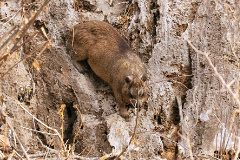 A male hyraxes home range is shared by several females and their young. Other males a forced to leave