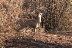 Steenbok are found in open grasslands or acacia grassland mosaics or fairly thick bush where they can hide