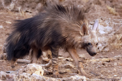 Brown hyaenas can raise the crest of hair on their back to look more intimidating