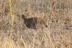 The Natal spurfowl is a common resident of woodland and riparian thickets