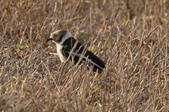 The White-crested helmetshrike often forages on the ground in winter but tends to stay in the trees in summer. They are found in groups of up to twenty