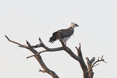 The martial eagle is a large resident especially in drier bush and semi arid areas