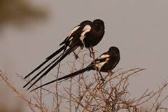 Magpie shrikes are characterised by their very long tails and white scapular stripes. Often found in small groups