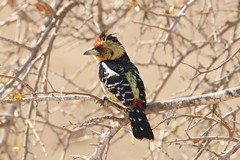 The crested barbet with its distinct crown and red yellow and black plumage is a bird of woodland and riverine forests