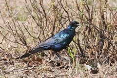 Burchell's starling is identified by various shades of glossy blue and black eyes