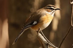 This understated beauty is a bearded scrub robin