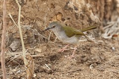 The green-backed camaroptera is a small wren-like warbler, often missed in the dense undergrowth that it prefers