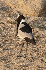The blacksmith plover (lapwing) likes wetland edges and surrounding grasslands