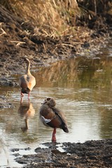 Egyptian geese are famously teritorial and aggressive