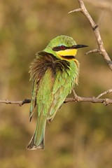 The little bee-eater is very common in woodland, savannah and wetlands