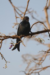 The fork-tailed drongo is a very common insectivorous bird