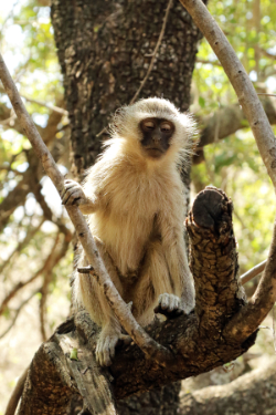 Vervet monkey in Madikwe