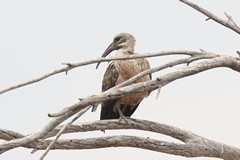 The hadada ibis is often heard calling loudly as it flies overhead early in a morning. Usually lives in small groups