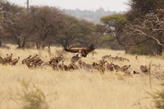 There were mostly white-backed vultures with a few lappet-faced vultures and Cape vultures