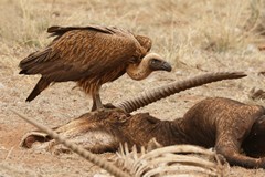A white-backed vulture enjoys a gourmet meal