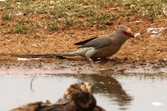 A Very common red-faced mousebird which has a longer tail than other mousebirds