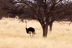 If you look closely the ostrich seems to be having a chat with a small bird in the tree by its head