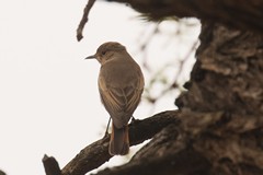 A familiar chat, more commonly found in rocky habitats