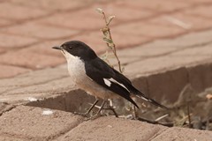 This is a fiscal flycatcher